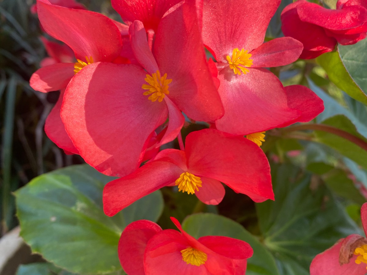 Garden Club’s Winter&nbsp;Blooms