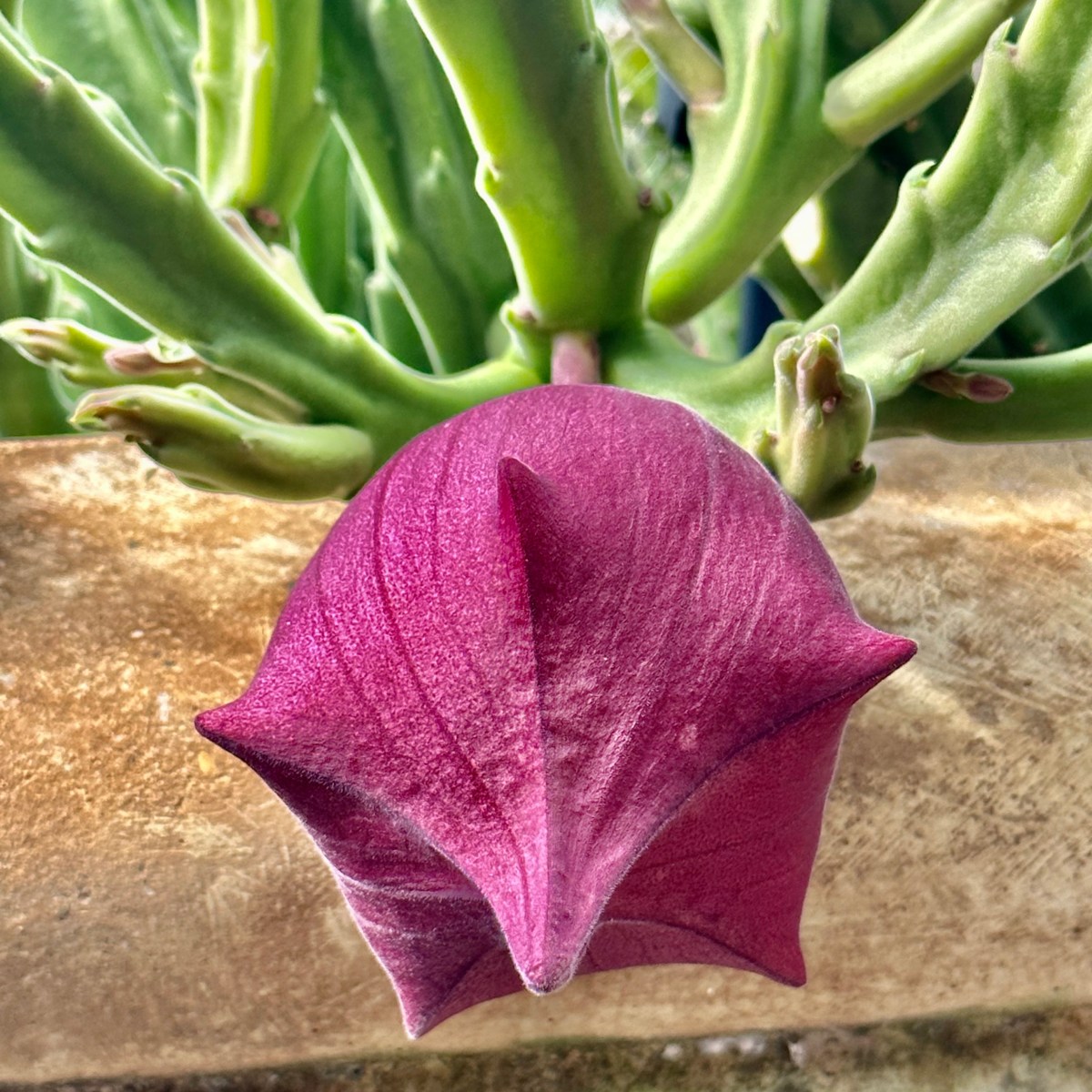 Lyons Succulent Garden