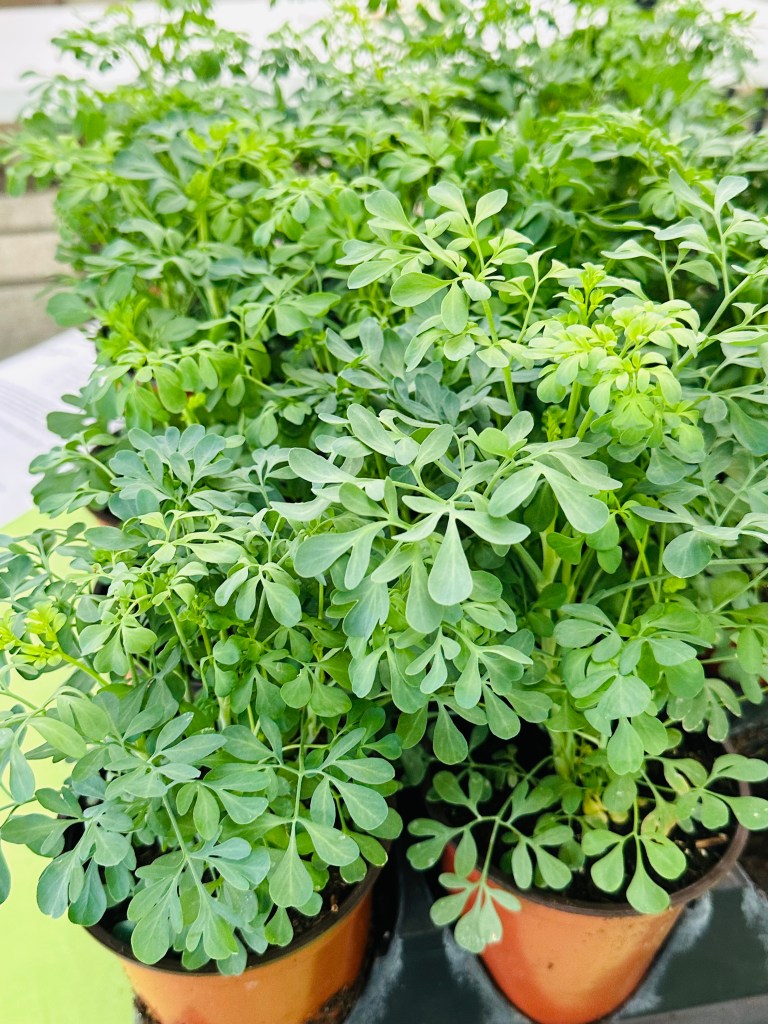 Ruta (Rue) medicinal plant (also great for butterflies!)